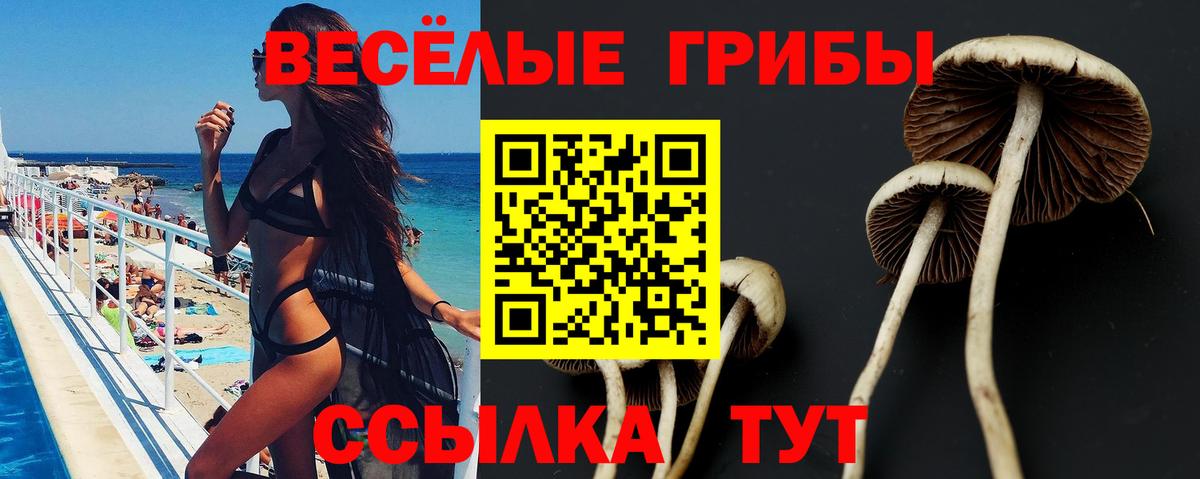 Дзержинск  купить  сайты  Вход с VPN  Псилоцибиновые грибы Psilocybe 
